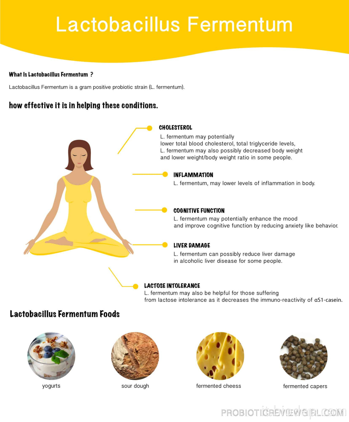 Lactobacillus Fermentum2